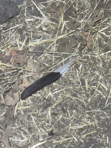 iNaturalist observation photo of Acorn Woodpecker
