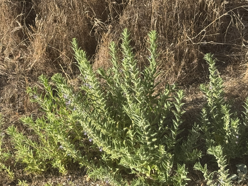 iNaturalist observation photo of Vinegar Weed
