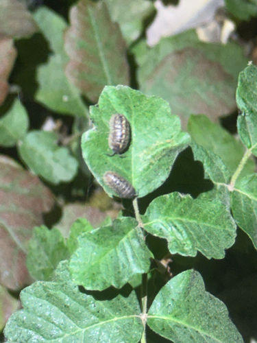 iNaturalist observation photo of Common Pill Woodlouse