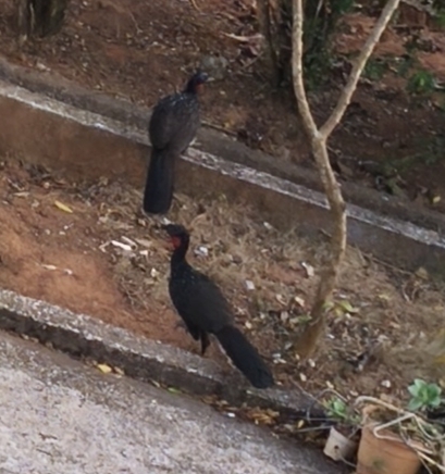 Dusky-legged Guan