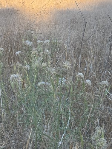 iNaturalist observation photo of narrowleaf milkweed