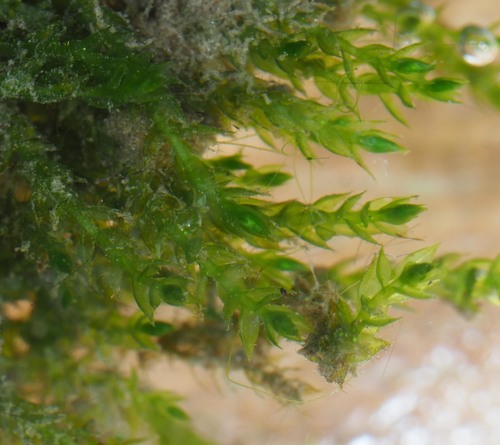 Hygroamblystegium