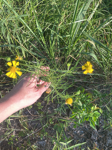 Bitterweed