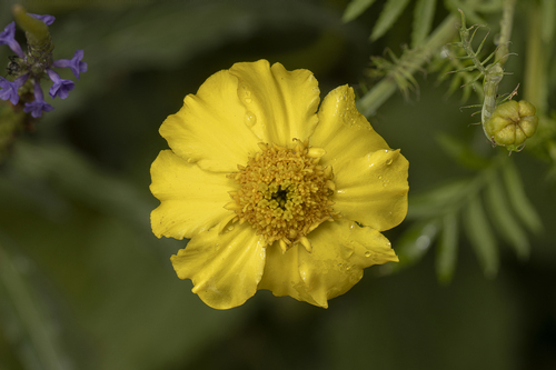 French marigold