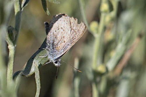 iNaturalist observation photo of Blues