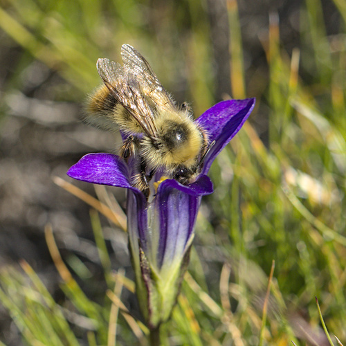 iNaturalist observation photo of Golden-belted Bumble Bee