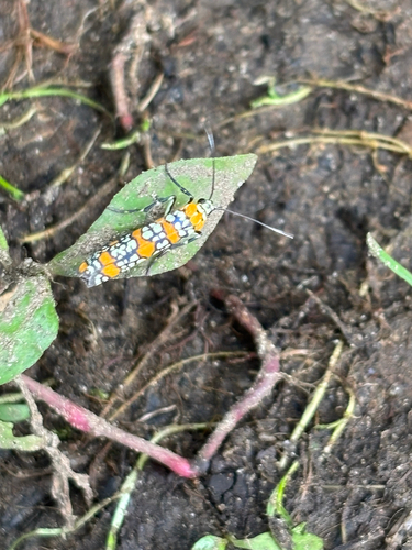 iNaturalist observation photo of Ailanthus Webworm Moth