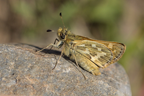 iNaturalist observation photo of Sandhill Skipper