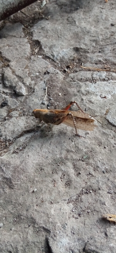 Egyptian Bird Grasshopper