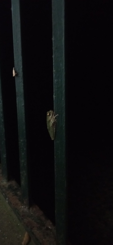Sardinian Tree Frog