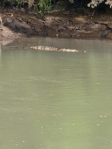 American Crocodile