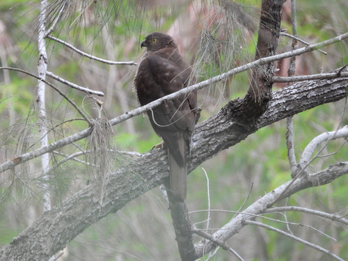Brown Goshawk