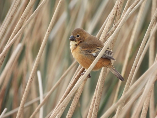 Rusty-collared Seedeater