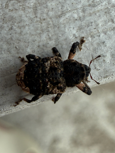 Poplar-and-Willow Borer
