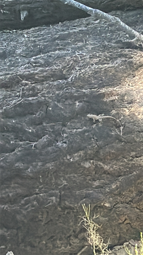 iNaturalist observation photo of Sceloporine Lizards