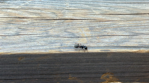 iNaturalist observation photo of Western Black Carpenter Ant