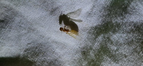 Camponotus yambaruCamponotus yambaru