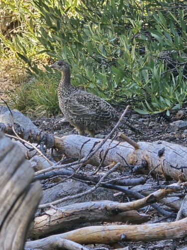 iNaturalist observation photo of Sooty Grouse
