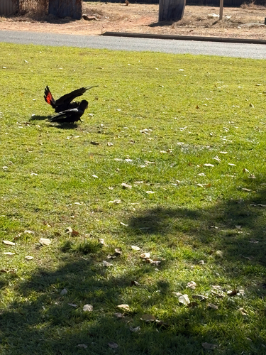 Red-tailed Black Cockatoo