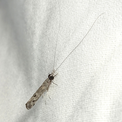 Marilia flexuosa
