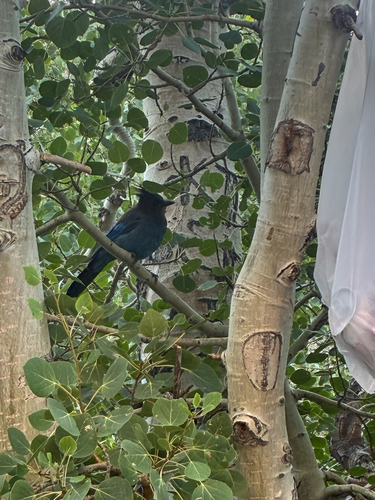 iNaturalist observation photo of Steller's Jay