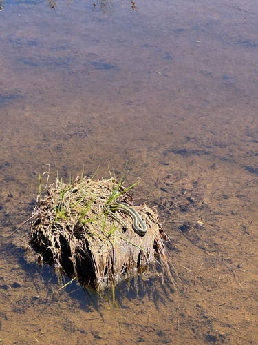 iNaturalist observation photo of Mountain Garter Snake