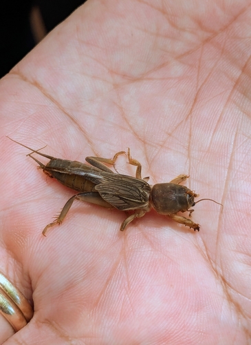 Oriental Mole Cricket