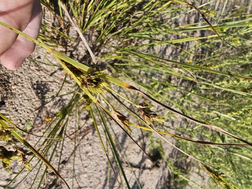 Schweinitz's flatsedge