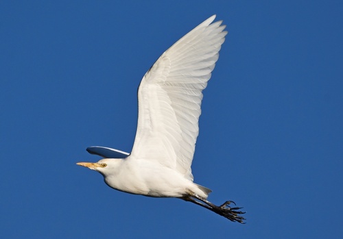 Western Cattle-Egret