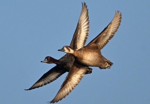 Southern Pochard