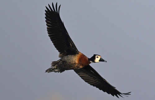 White-faced Whistling-Duck