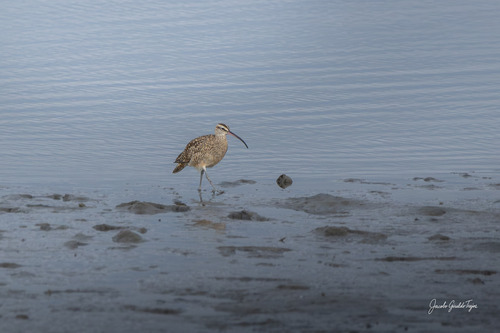 Hudsonian Whimbrel