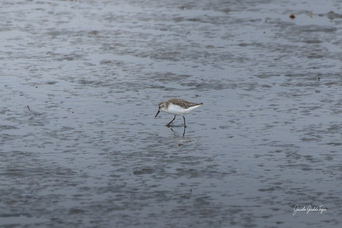 Western Sandpiper