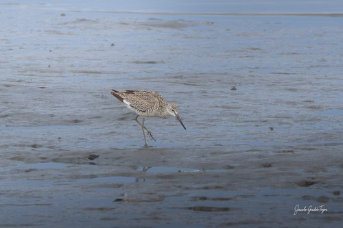 Willet