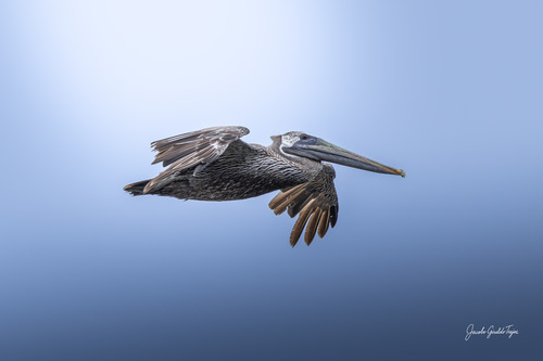 Brown Pelican