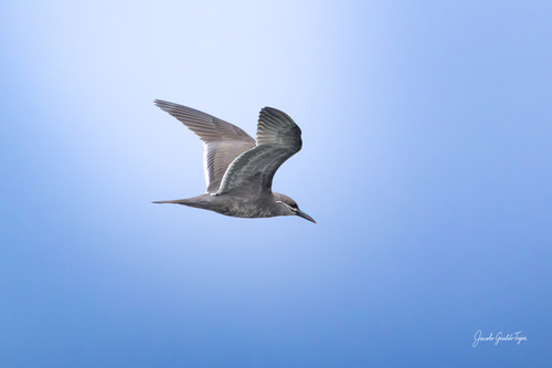 Inca Tern