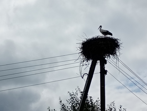 White Stork