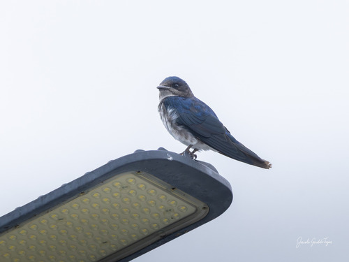 Gray-breasted Martin