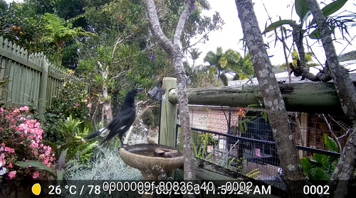 Pied Currawong