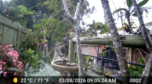 Noisy Miner