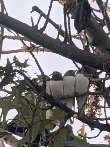 White-breasted Woodswallow