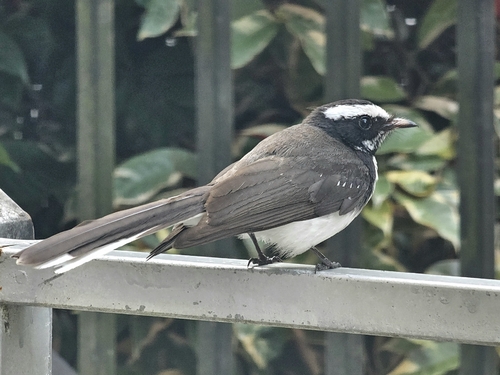 White-browed Fantail
