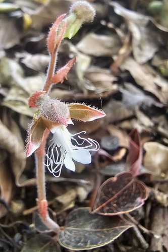 Anoectochilus regalis