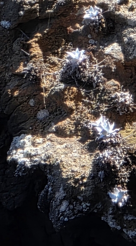iNaturalist observation photo of Liveforever