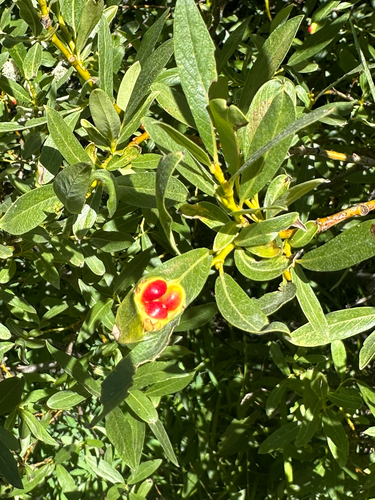 iNaturalist observation photo of Willow Apple Gall Sawfly