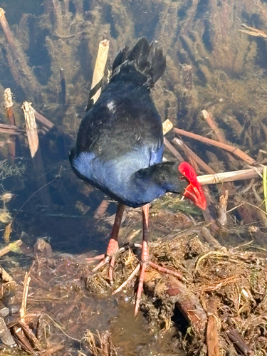 Southeastern Australasian Swamphen