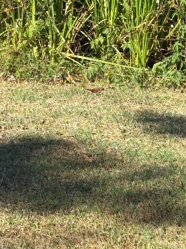 Crimson Finch
