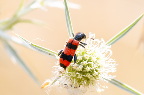 Bee-eating Beetle