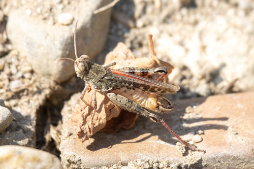 Italian locust