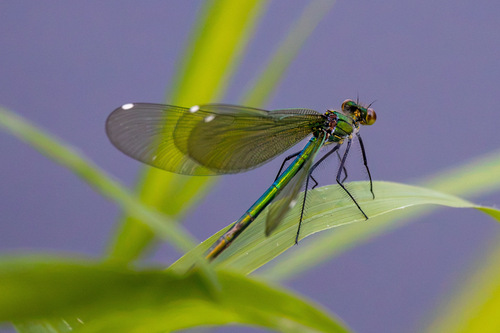 Banded Demoiselle